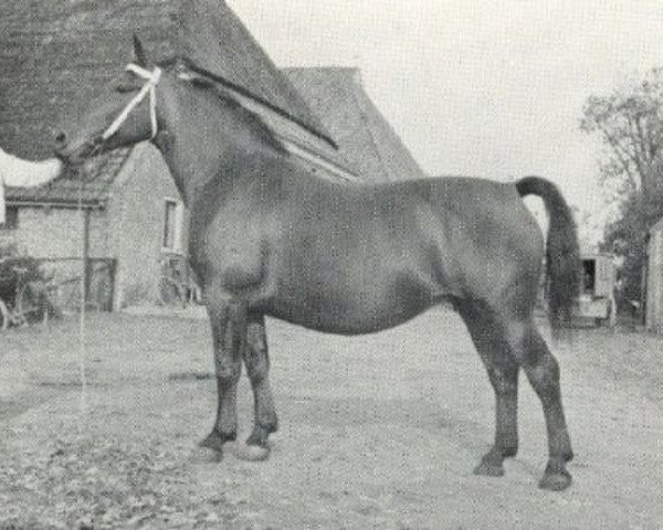 broodmare Freiminka (Oldenburg, 1944, from Godin 3555)