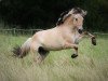 dressage horse Urmel (Fjord Horse, 2011, from Uno N.2645)