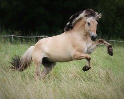 dressage horse Urmel (Fjord Horse, 2011, from Uno N.2645)