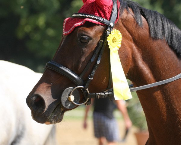 jumper Ebony 7 (Hanoverian, 2005, from Escudo I)