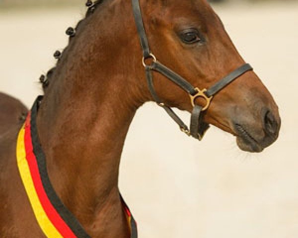 Zuchtstute Dornröschen (Deutsches Reitpony, 2014, von Dreidimensional AT NRW)