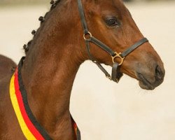 Zuchtstute Dornröschen (Deutsches Reitpony, 2014, von Dreidimensional AT NRW)