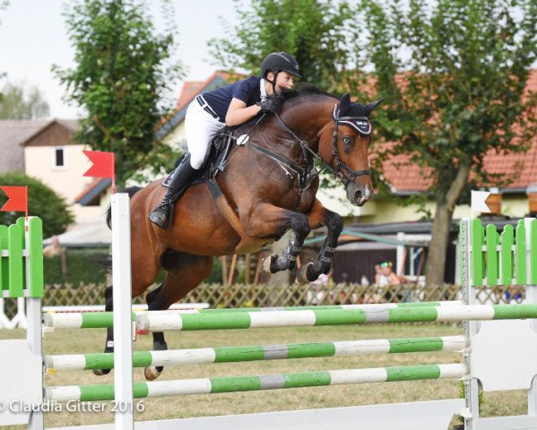 jumper Coradina 6 (German Sport Horse, 2008, from Colorit)