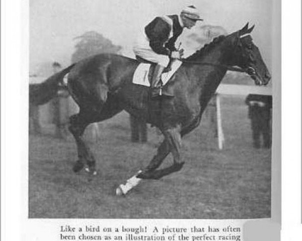 horse Colombo xx (Thoroughbred, 1931, from Manna xx)