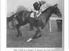 stallion Colombo xx (Thoroughbred, 1931, from Manna xx)