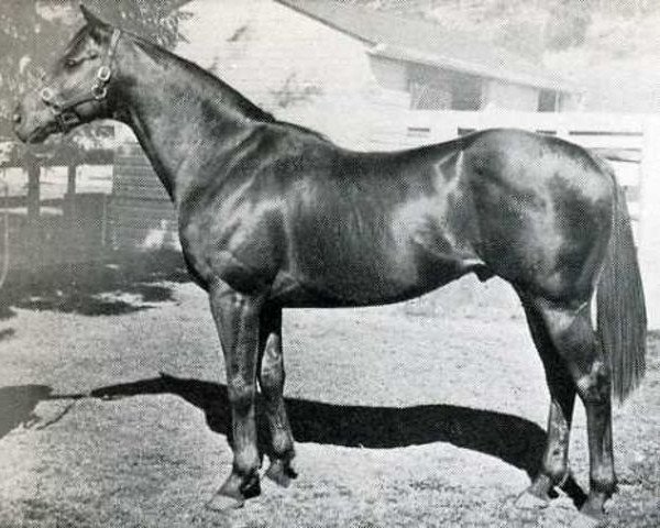 stallion Todman xx (Thoroughbred, 1954, from Star Kingdom xx)