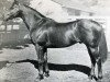stallion Todman xx (Thoroughbred, 1954, from Star Kingdom xx)