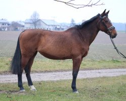 Pferd MS Amazing (sonstiges Warmblut, 2009, von Carthagos Boy H)