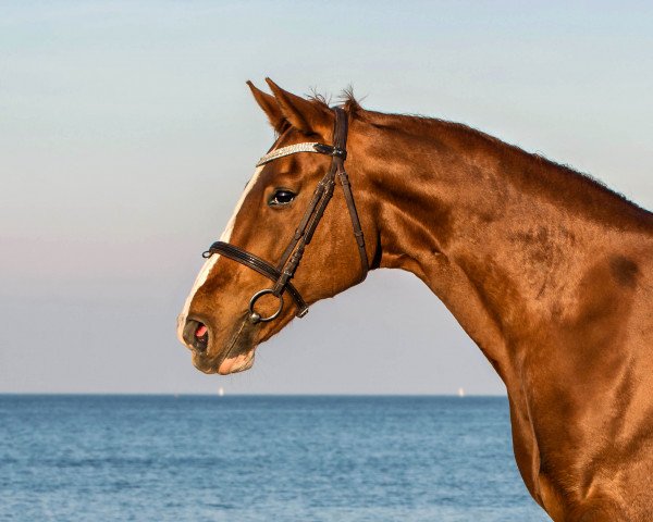 broodmare Berniece Cana (Hanoverian, 2001, from Bergkristall)