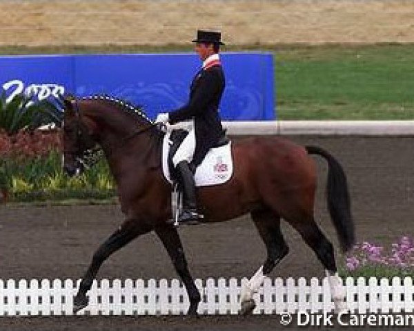 horse Gullit (KWPN (Royal Dutch Sporthorse), 1988, from Ulft)