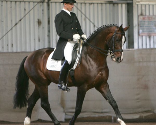 stallion Fairbanks Pavarotti (Australian Wamblood, 1998, from Gullit)