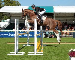 stallion Hocus Pocus (KWPN (Royal Dutch Sporthorse), 2012, from Zambesi TN)