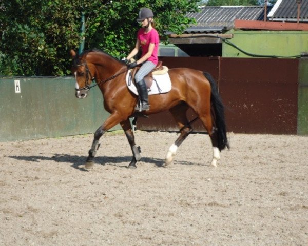 Zuchtstute Bella (KWPN (Niederländisches Warmblut), 2006, von Sable Rose)