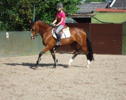 broodmare Bella (KWPN (Royal Dutch Sporthorse), 2006, from Sable Rose)