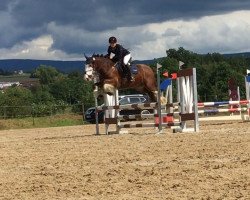 dressage horse My Super Trooper (Tinker / Irish Cob / Gypsy Vanner, 2012)