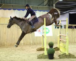 Springpferd Belsteads Braveheart (KWPN (Niederländisches Warmblut), 2010, von Boss)