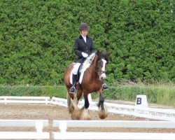 Zuchtstute June L (Tinker / Irish Cob / Gypsy Vanner, 2011, von Shanon von Moorlage)