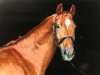 dressage horse Freigeist 6 (Hanoverian, 2007, from Fabriano)