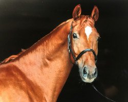 dressage horse Freigeist 6 (Hanoverian, 2007, from Fabriano)