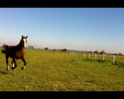 Springpferd Catching Cooper (Westfale, 2014, von Cup Cooper)