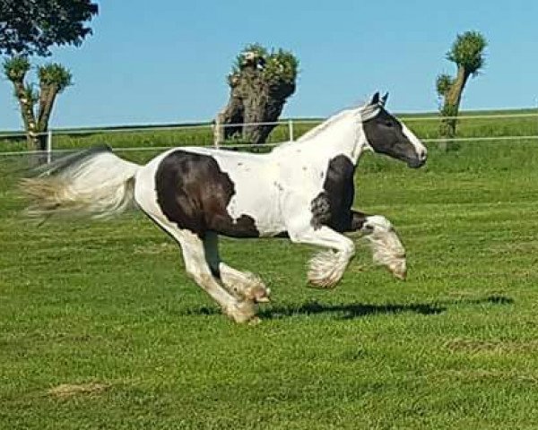 Pferd Calimero (Tinker / Irish Cob / Gypsy Vanner, 2013, von Thyra`s Carrigan)