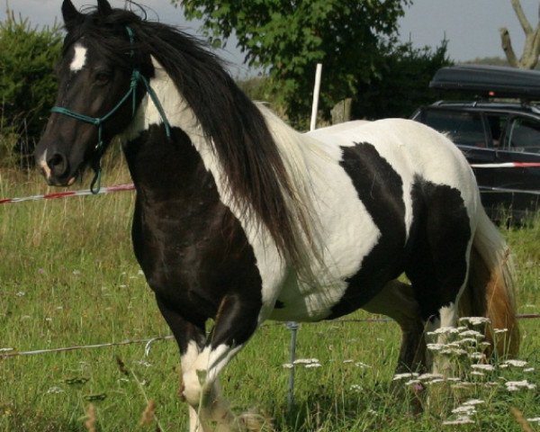 broodmare Thyra`s Abbygale (Tinker / Irish Cob / Gypsy Vanner,  )