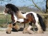 Deckhengst Shanon von Moorlage (Tinker / Irish Cob / Gypsy Vanner, 2000)