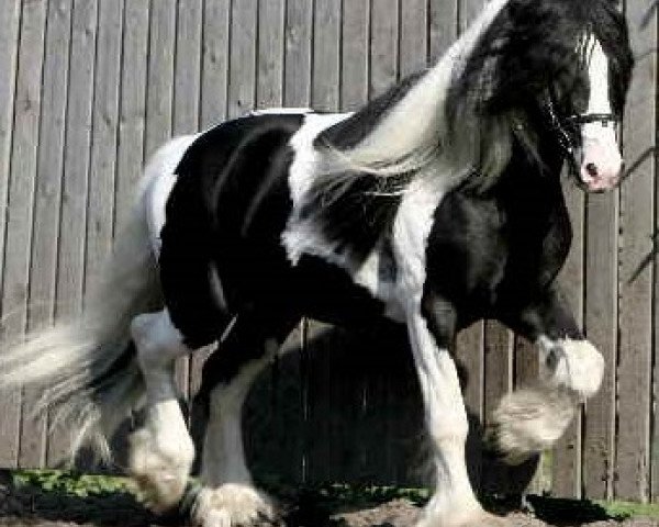 Deckhengst Thyra`s Carrigan (Tinker / Irish Cob / Gypsy Vanner, 2004, von Candiman)