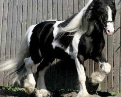 Deckhengst Thyra`s Carrigan (Tinker / Irish Cob / Gypsy Vanner, 2004, von Candiman)