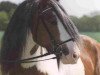 stallion Candiman (Tinker / Irish Cob / Gypsy Vanner, 1986)