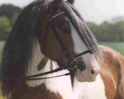 Deckhengst Candiman (Tinker / Irish Cob / Gypsy Vanner, 1986, von Unknown Tinker)