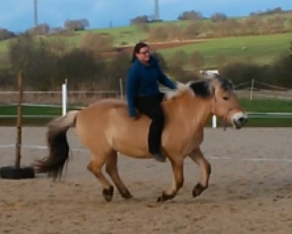 broodmare Ronja (Fjord Horse, 1996, from Nordal N.1836)