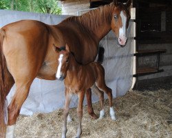 broodmare Lalue (Hanoverian, 2000, from Laptop)