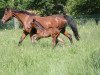 broodmare Goldina (Holsteiner, 1992, from Landgraf I)