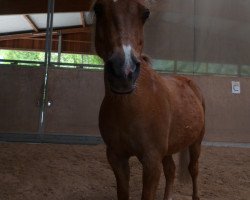 Pferd Fritze 10 (Welsh Mountain Pony (Sek.A), 1998)