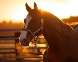 horse Larissa (Lou) (Rhinelander, 2006, from Lord Lancer)