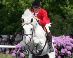 Deckhengst Larino (KWPN (Niederländisches Warmblut), 1993, von Concorde)