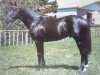 stallion Ruling xx (Thoroughbred, 1970, from Bold Ruler xx)