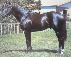 stallion Ruling xx (Thoroughbred, 1970, from Bold Ruler xx)