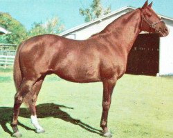 stallion Smokey Eyes xx (Thoroughbred, 1947, from Stardust xx)