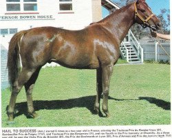 stallion Hail To Success xx (Thoroughbred, 1966, from Swaps xx)