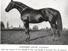 stallion Bulandshar xx (Thoroughbred, 1929, from Blandford xx)