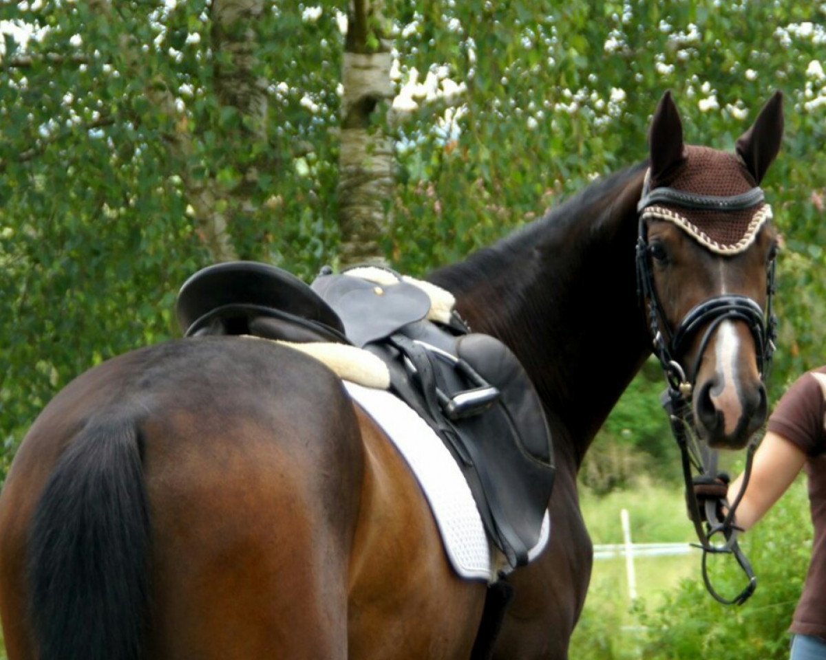Zuchtstute Donna Noblesse R (Hannoveraner, 2013, von Dancier)