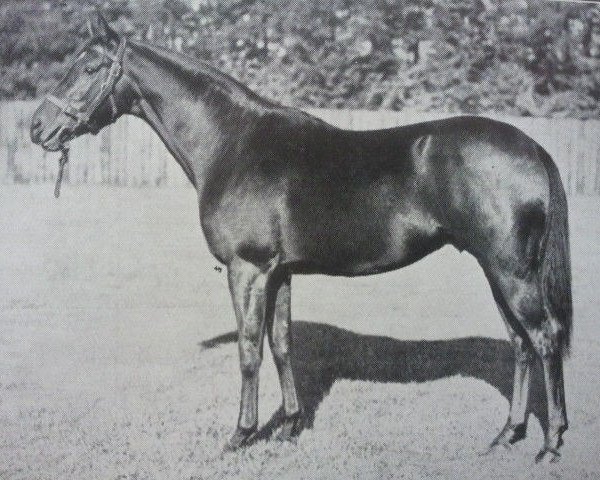 stallion His Grace xx (Thoroughbred, 1933, from Blandford xx)