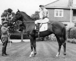 stallion Tip The Bottle xx (Thoroughbred, 1949, from Court Martial xx)