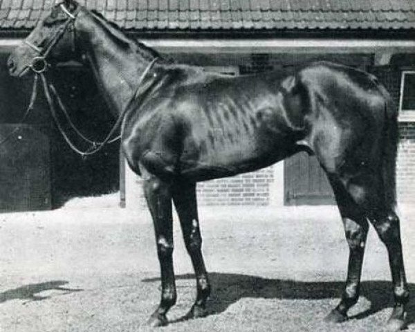stallion Pan II xx (Thoroughbred, 1947, from Atys xx)