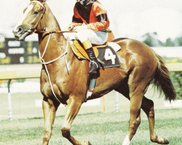 stallion Zephyr Zing xx (Thoroughbred, 1977, from Zephyr Bay xx)