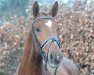 dressage horse St. Rouge (Trakehner, 2010, from Iskander)