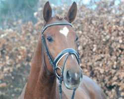 dressage horse St. Rouge (Trakehner, 2010, from Iskander)