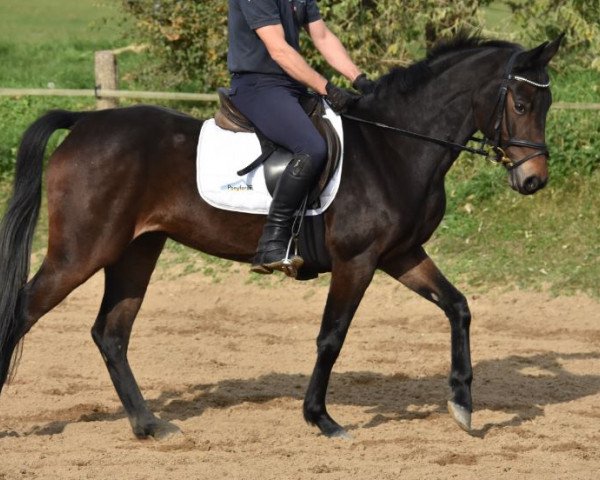 Zuchtstute Panamera 16 (Deutsches Reitpony, 2013, von Strahlemann)